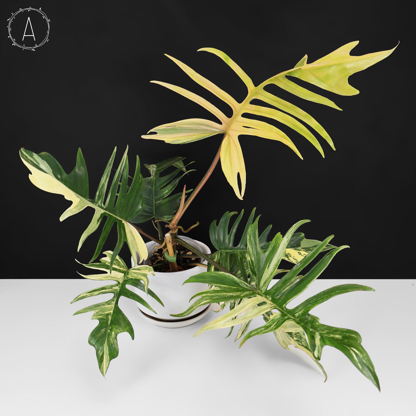philodendron tortum vs elegans Philodendron Florida Beauty x Tortum