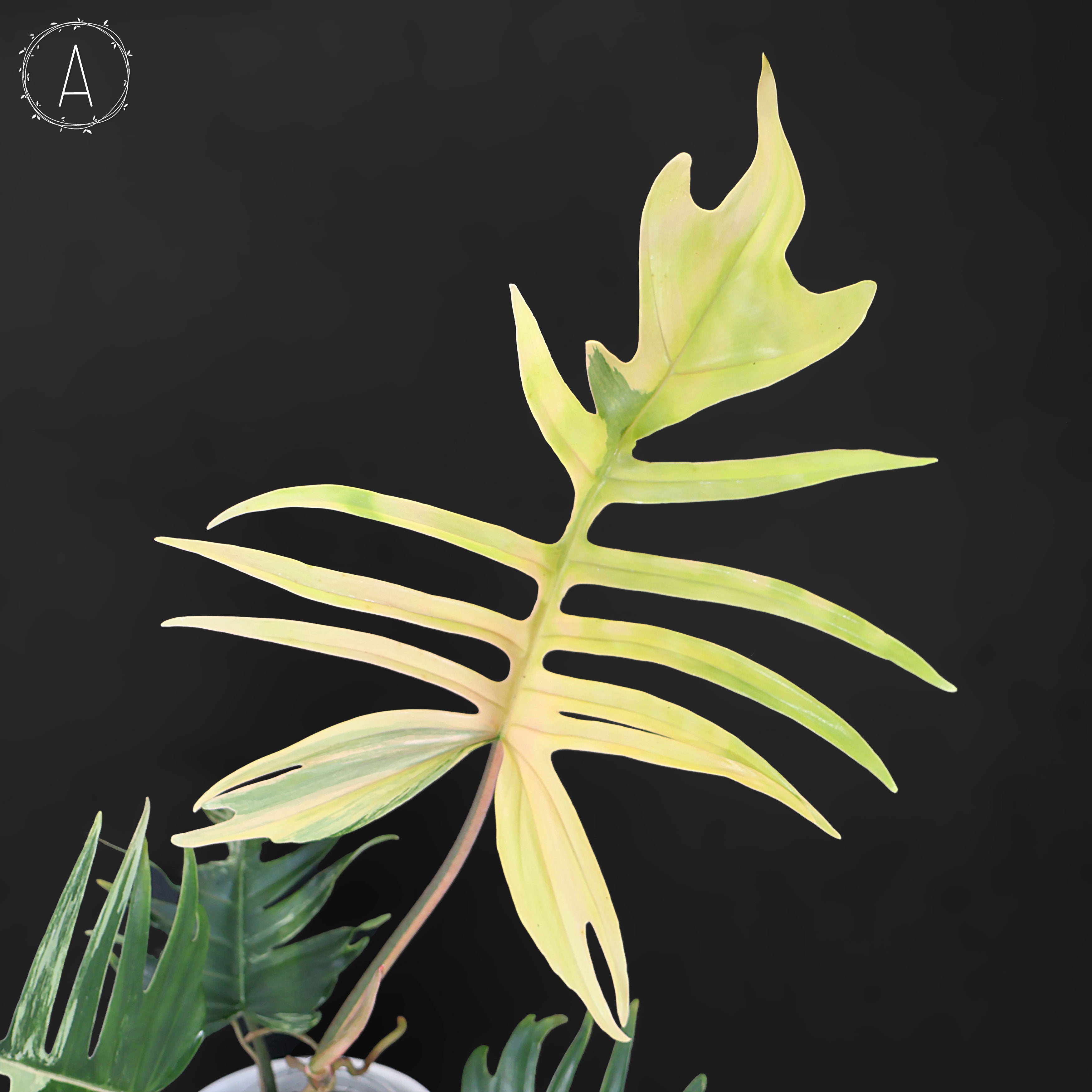 Philodendron Florida Beauty x Tortum – Curious Plant Killer