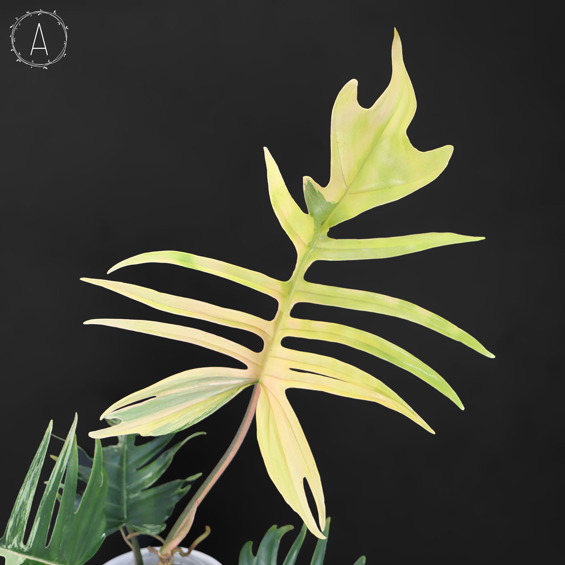 philodendron tortum vs elegans Philodendron Florida Beauty x Tortum – Curious Plant Killer