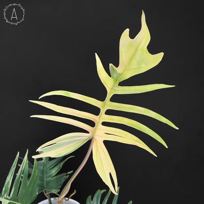 Filodendro Florida Beauty x Tortum