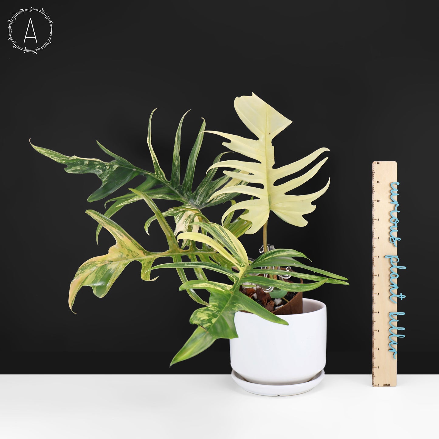 Philodendron Florida Beauty x Tortum