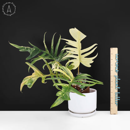 Philodendron Florida Beauty x Tortum