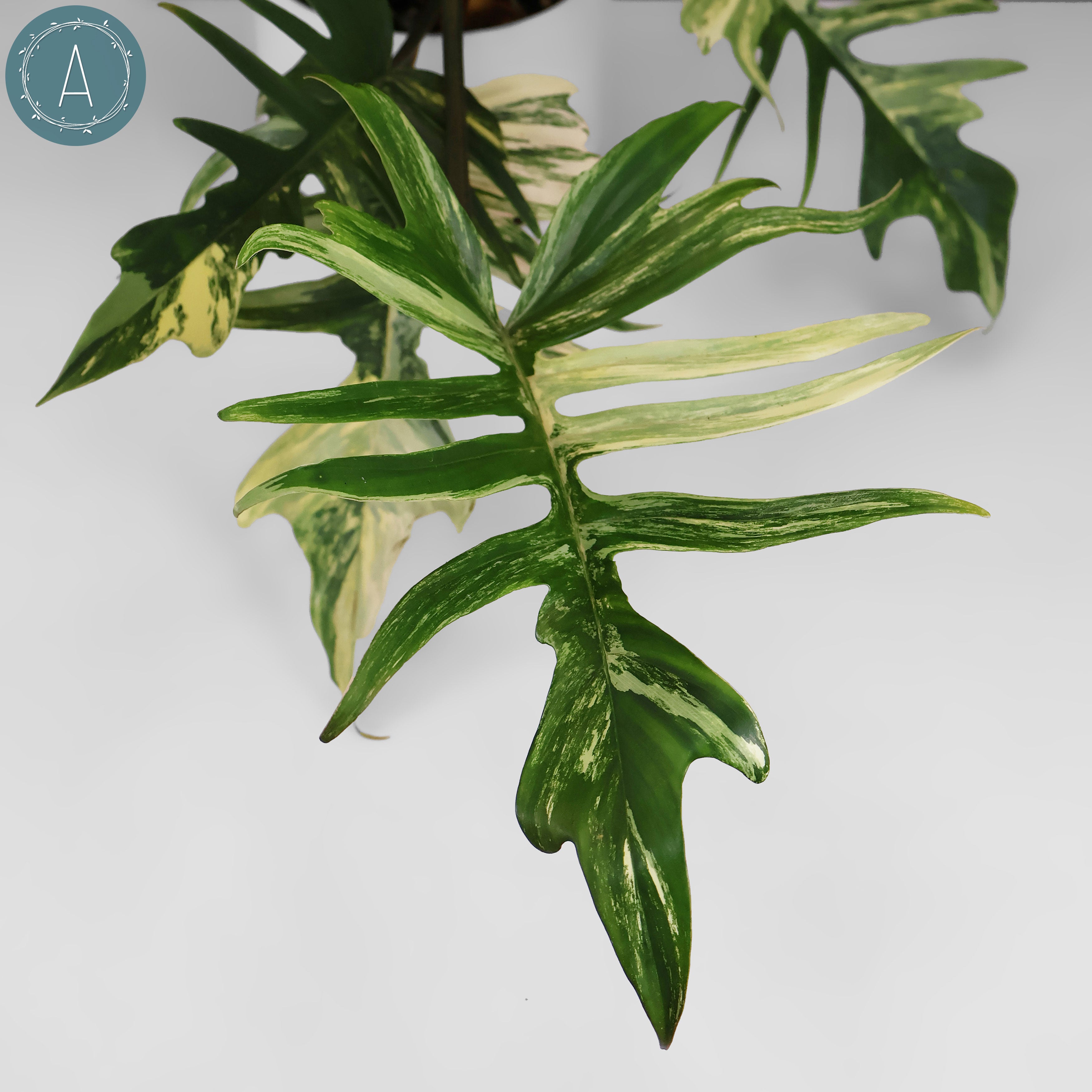 Philodendron Florida Beauty x Tortum – Curious Plant Killer