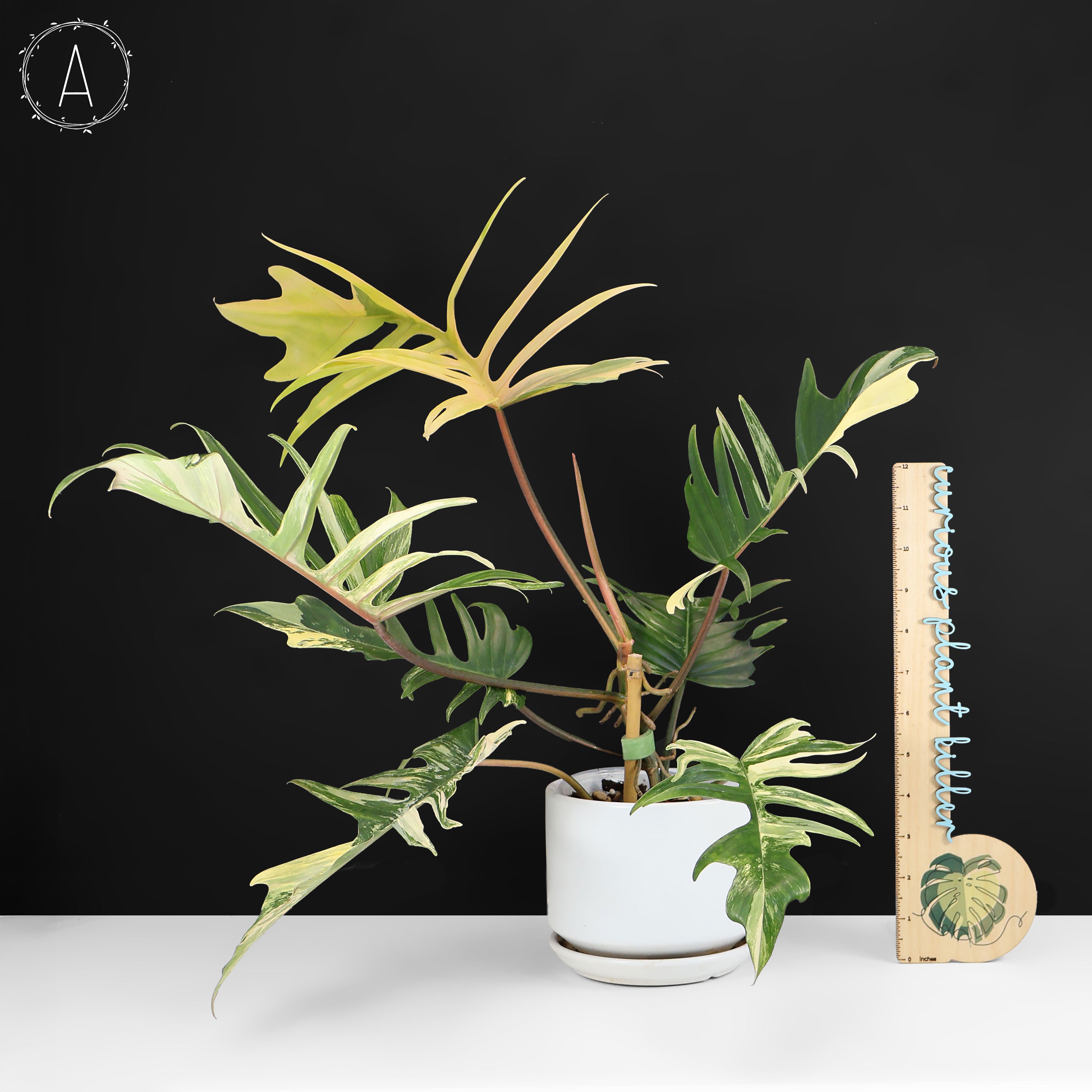 その他観葉植物 Philodendron Totum x Florida beauty Philodendron Florida Beauty x Tortum – Curious Plant Killer