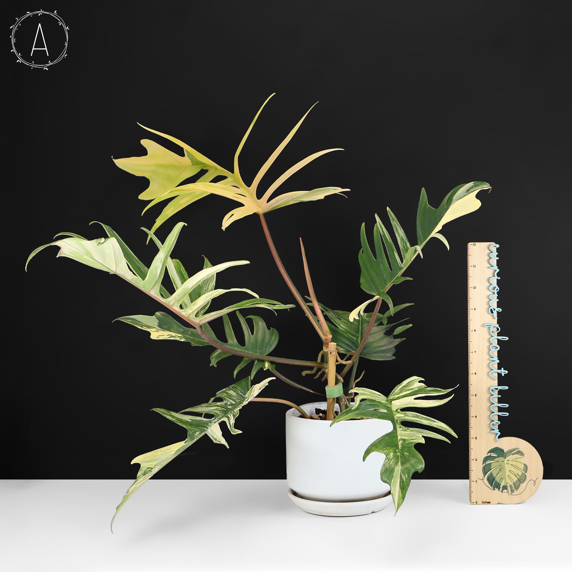 philodendron florida narrow Philodendron Florida Beauty x Tortum – Curious Plant Killer