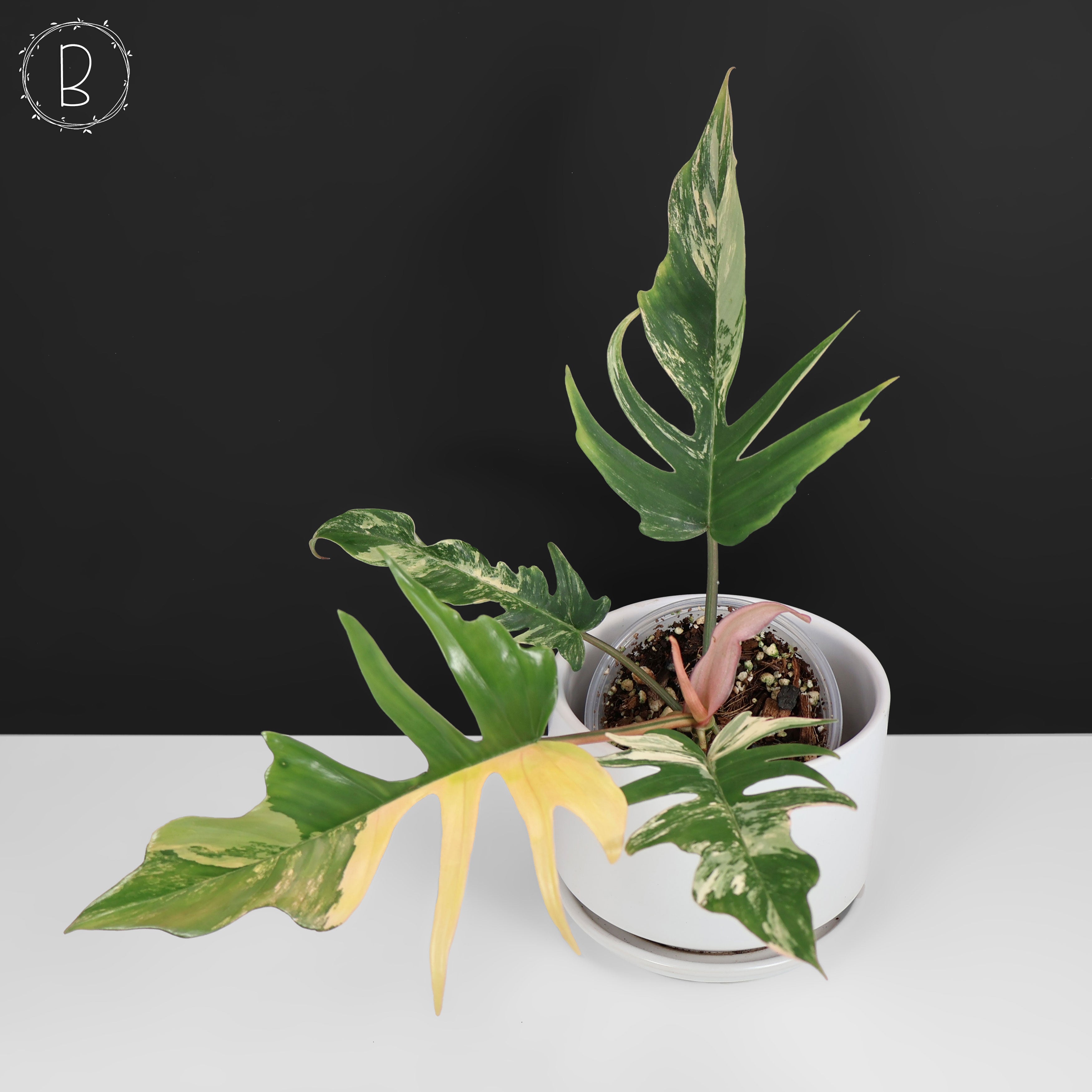 Philodendron Florida Beauty x Tortum – Curious Plant Killer