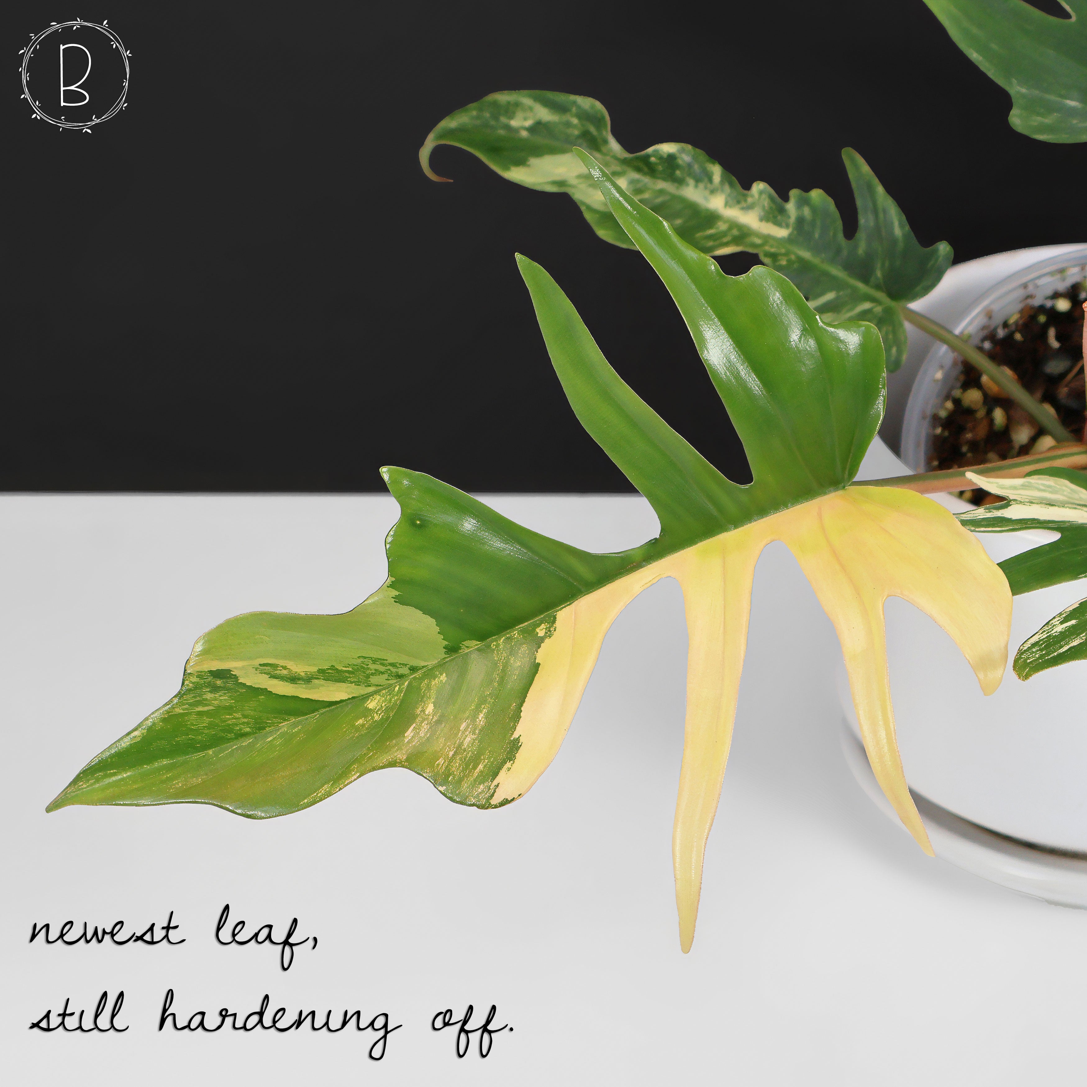 Philodendron Florida Beauty x Tortum – Curious Plant Killer