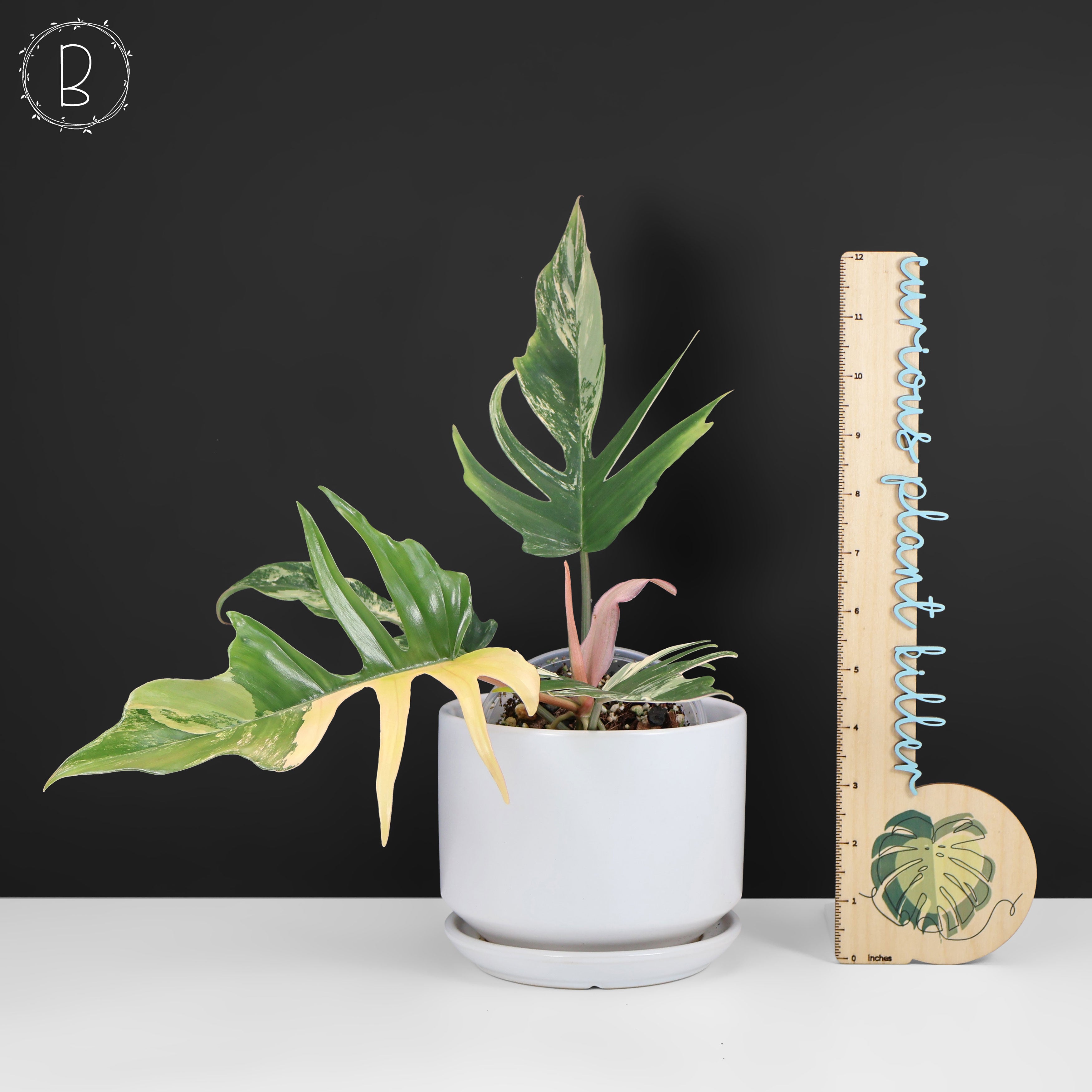 Philodendron Florida Beauty x Tortum – Curious Plant Killer