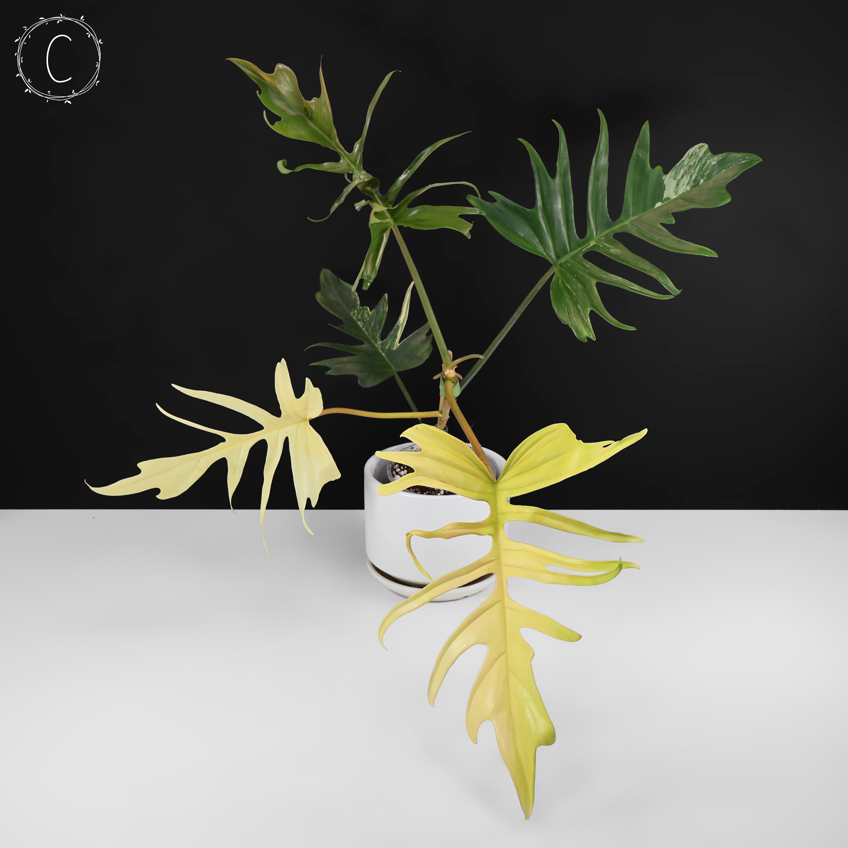 Philodendron Florida Beauty x Tortum – Curious Plant Killer