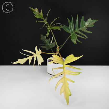 Filodendro Florida Beauty x Tortum