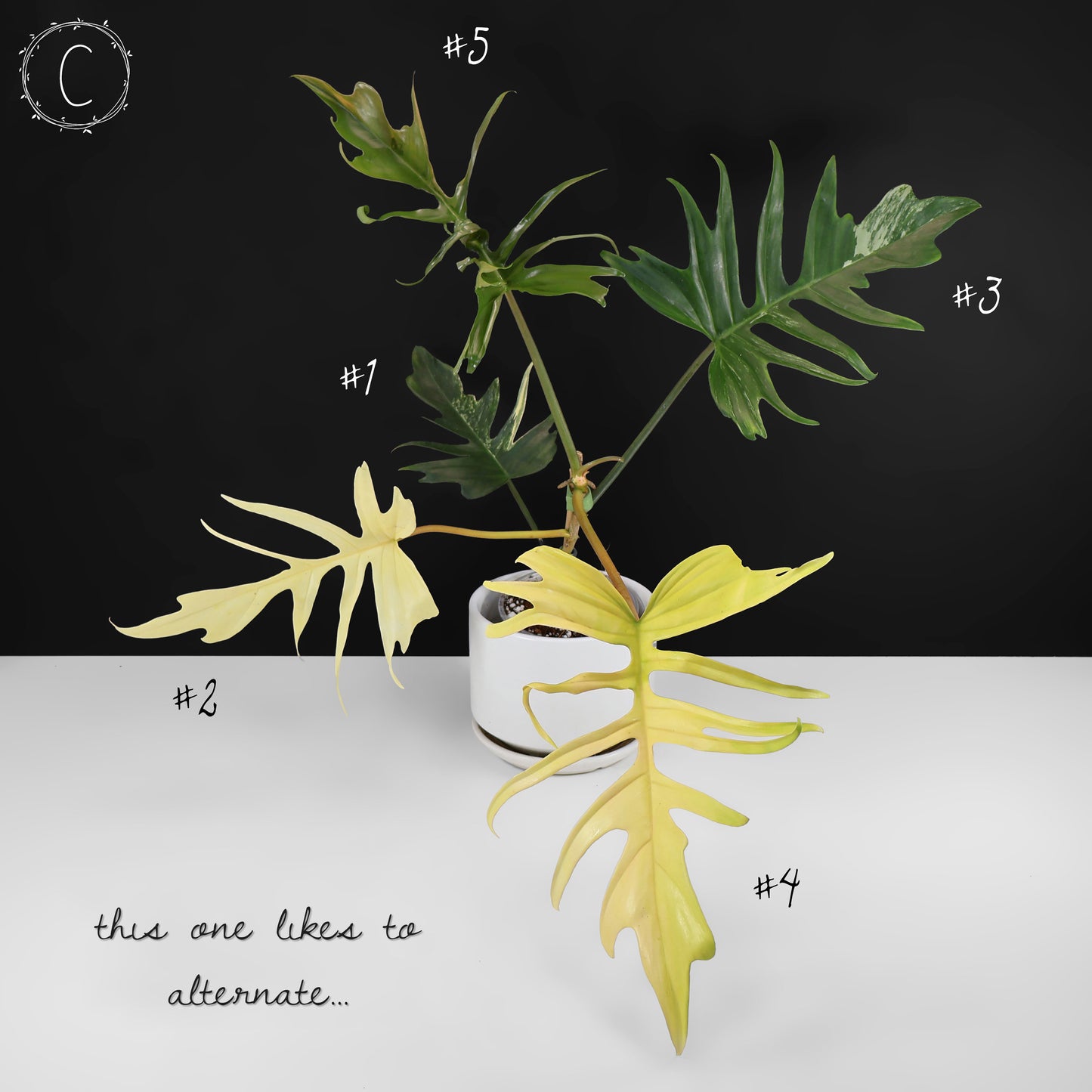 Filodendro Florida Beauty x Tortum