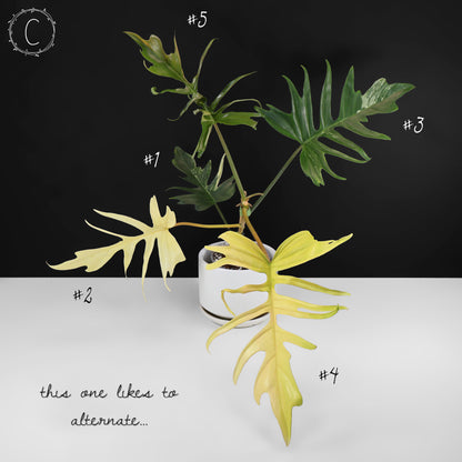 Filodendro Florida Beauty x Tortum