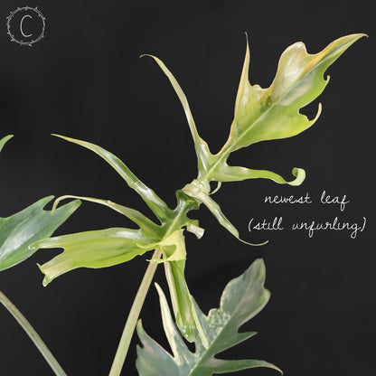 Filodendro Florida Beauty x Tortum