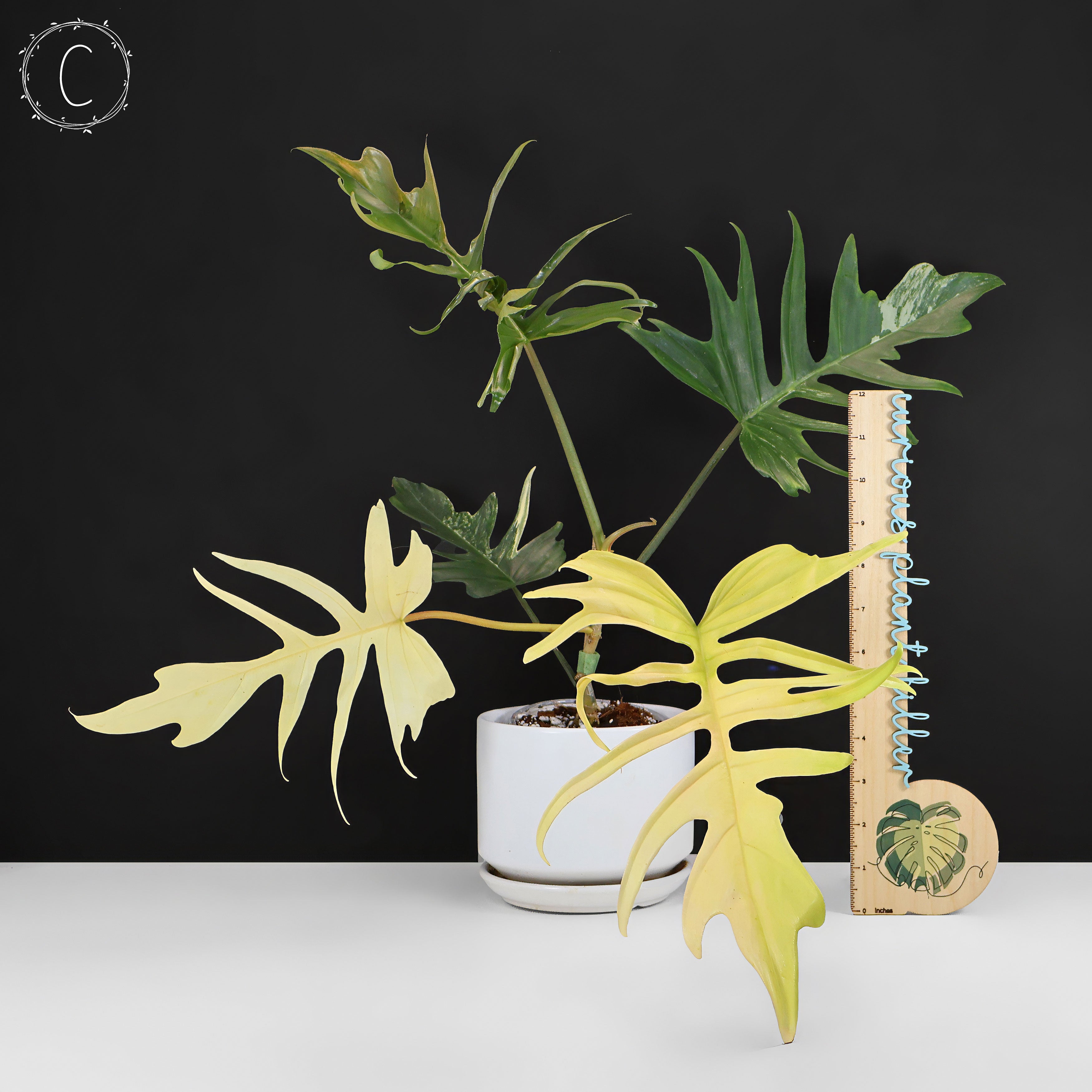 Philodendron Florida Beauty x Tortum – Curious Plant Killer