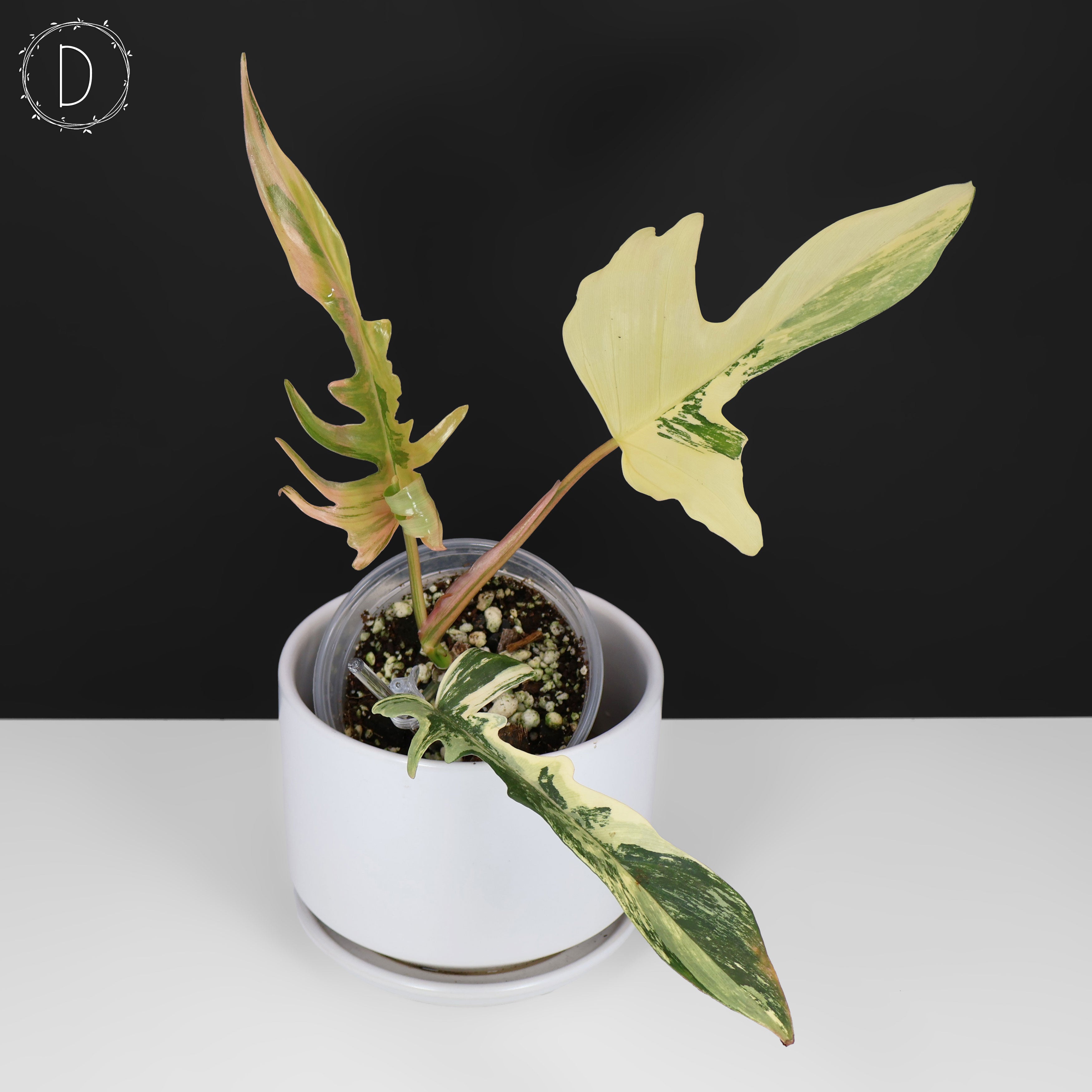 その他観葉植物 Philodendron Totum x Florida beauty Philodendron Florida Beauty x Tortum – Curious Plant Killer