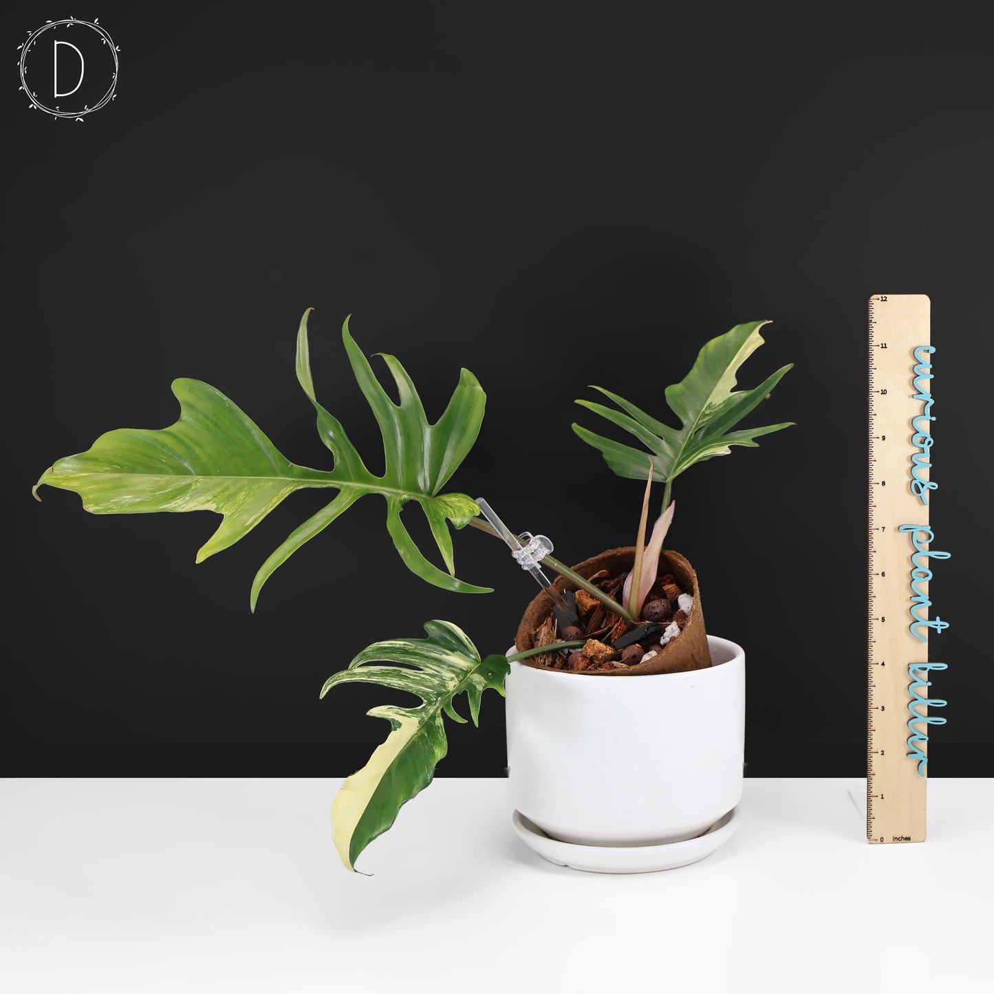 Philodendron Florida Beauty x Tortum