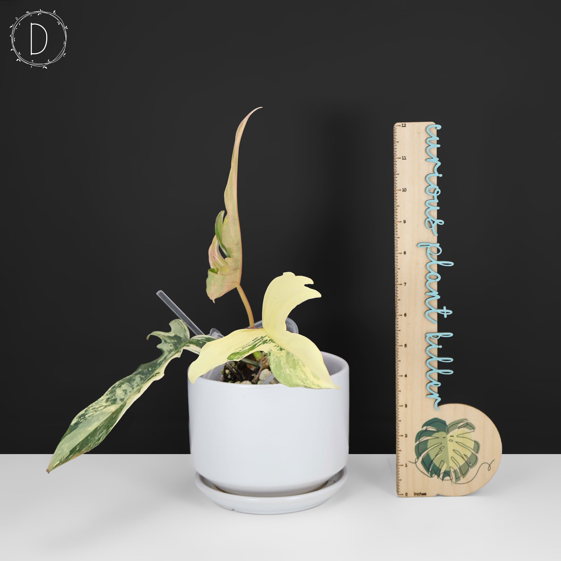 philodendron florida beauty x tortum Philodendron Florida Beauty x Tortum – Curious Plant Killer
