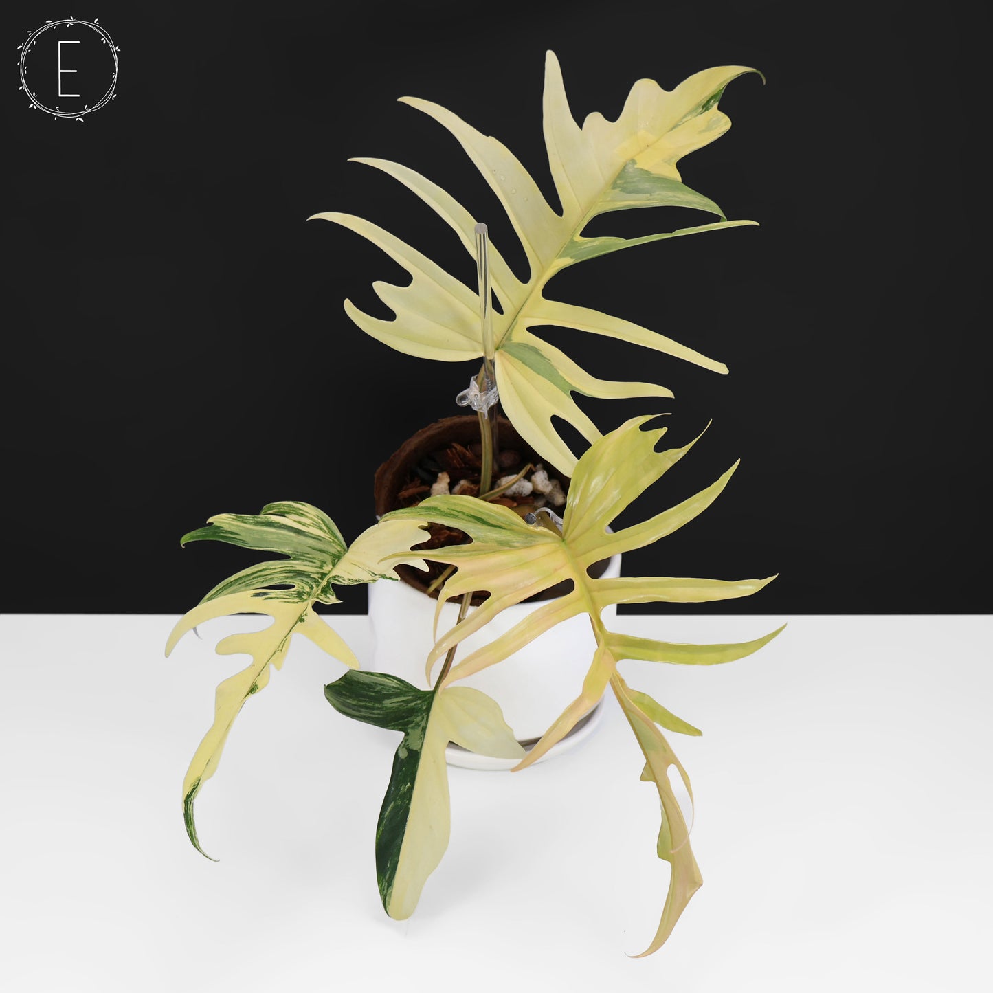 Philodendron Florida Beauty x Tortum