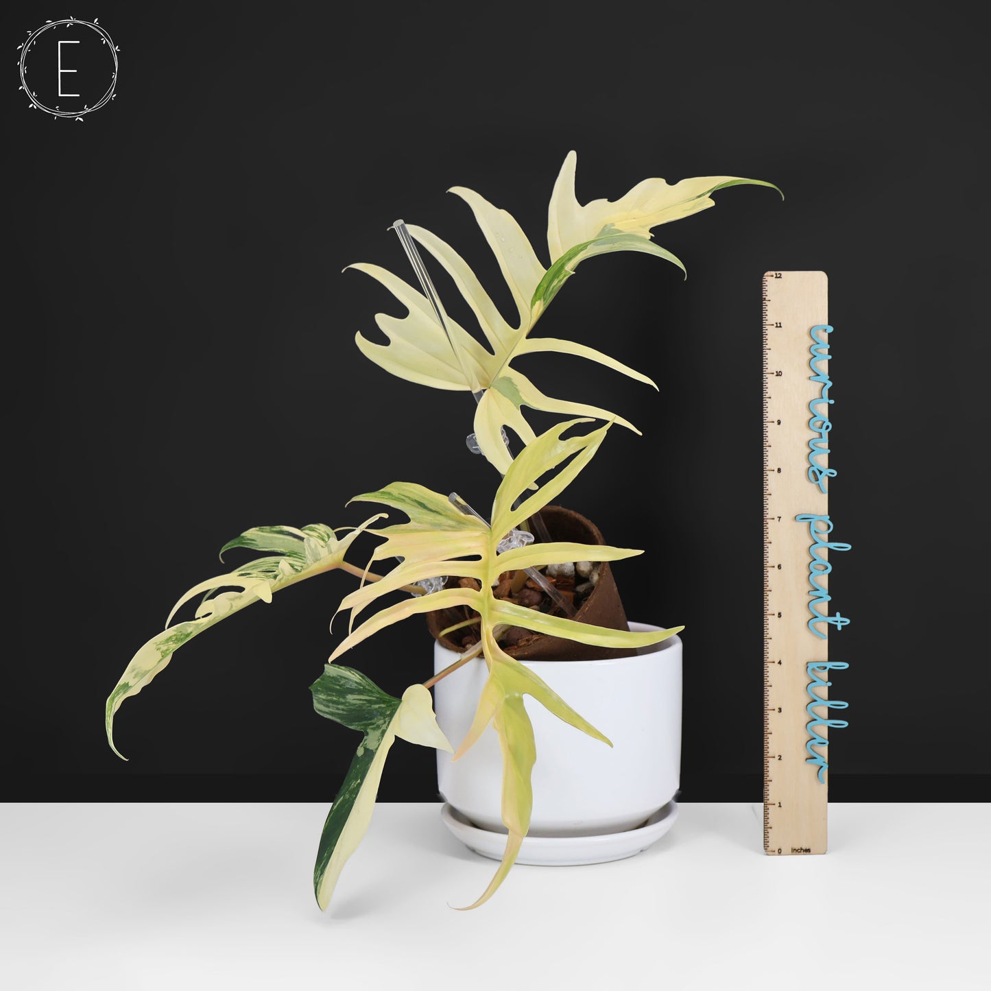 Philodendron Florida Beauty x Tortum