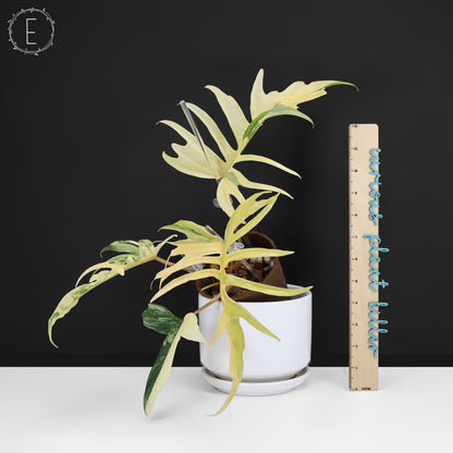 Philodendron Florida Beauty x Tortum
