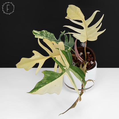 Philodendron Florida Beauty x Tortum