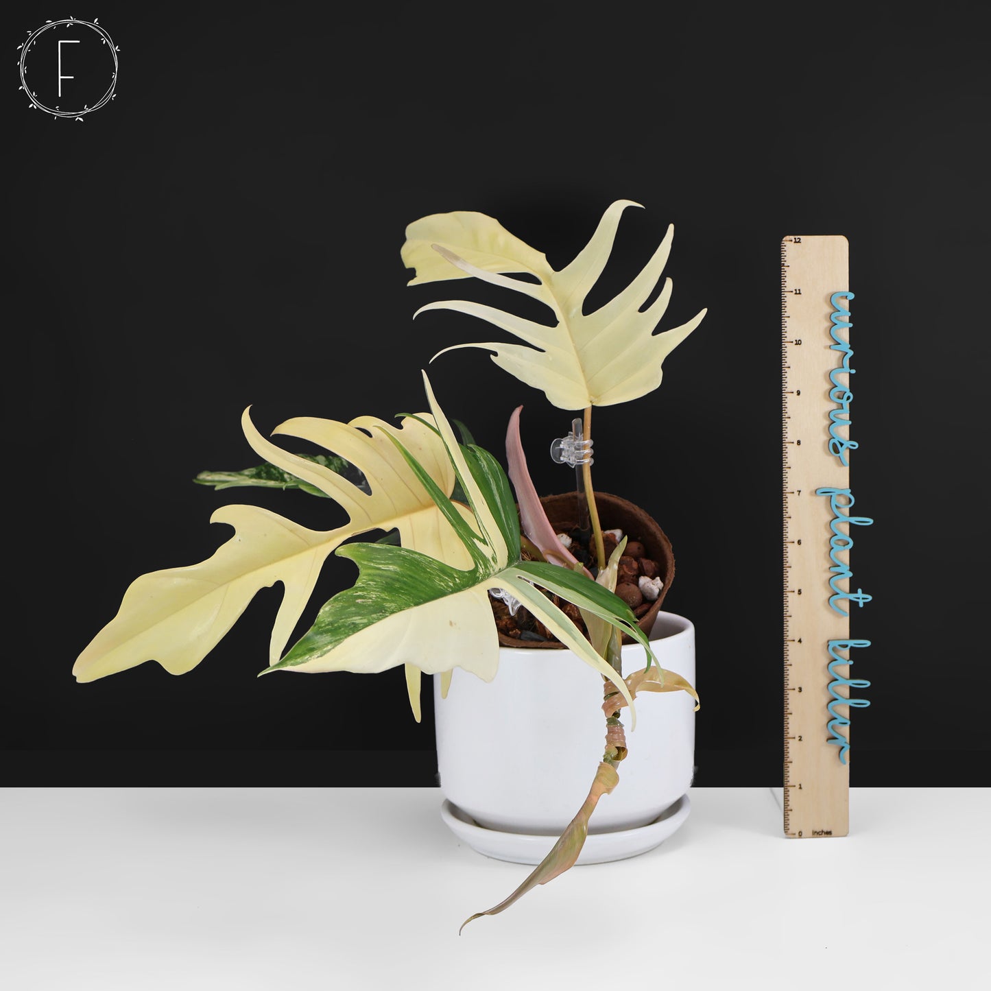 Philodendron Florida Beauty x Tortum
