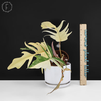 Philodendron Florida Beauty x Tortum