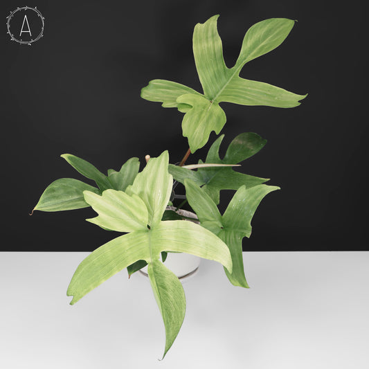 Philodendron Florida Ghost