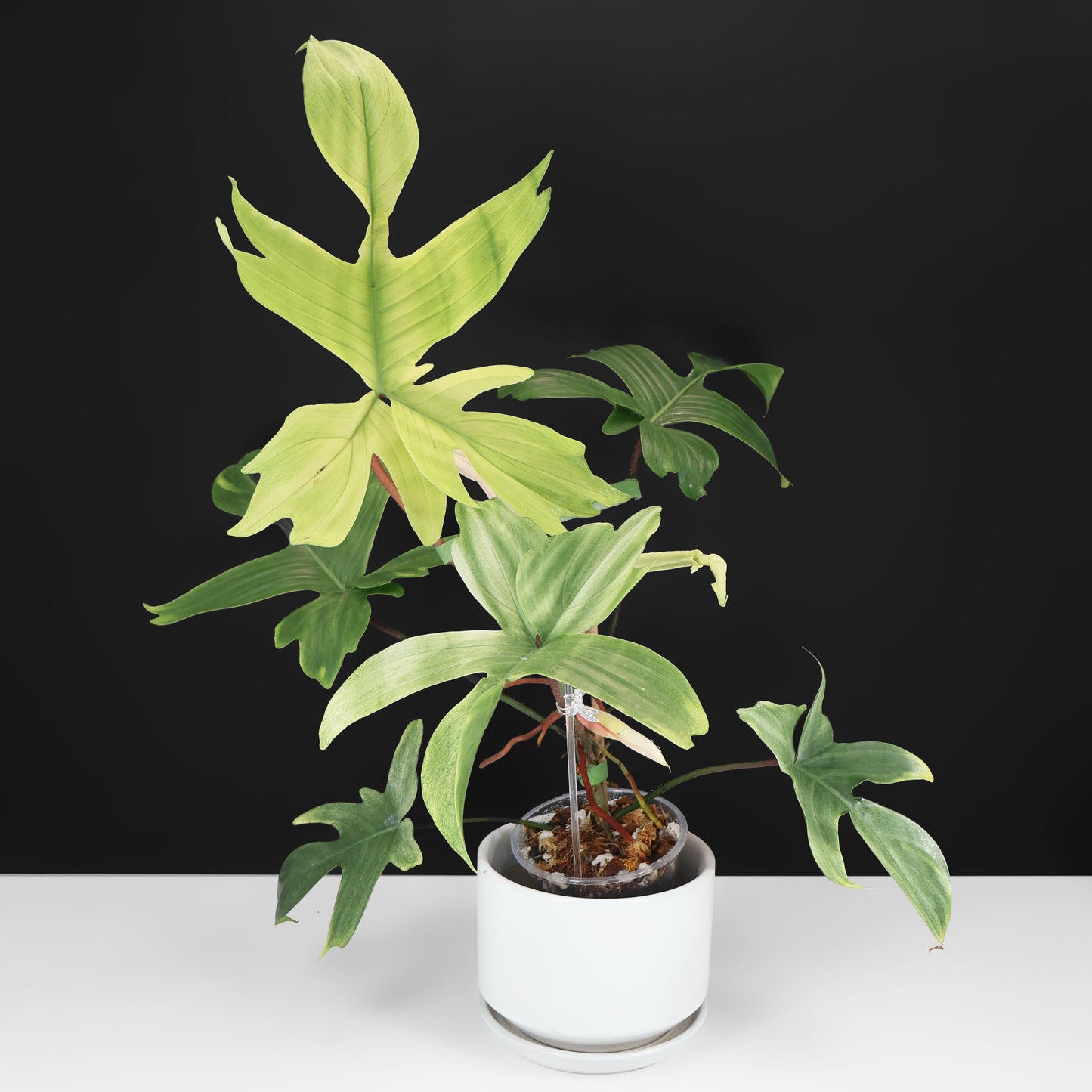 Philodendron Florida Ghost