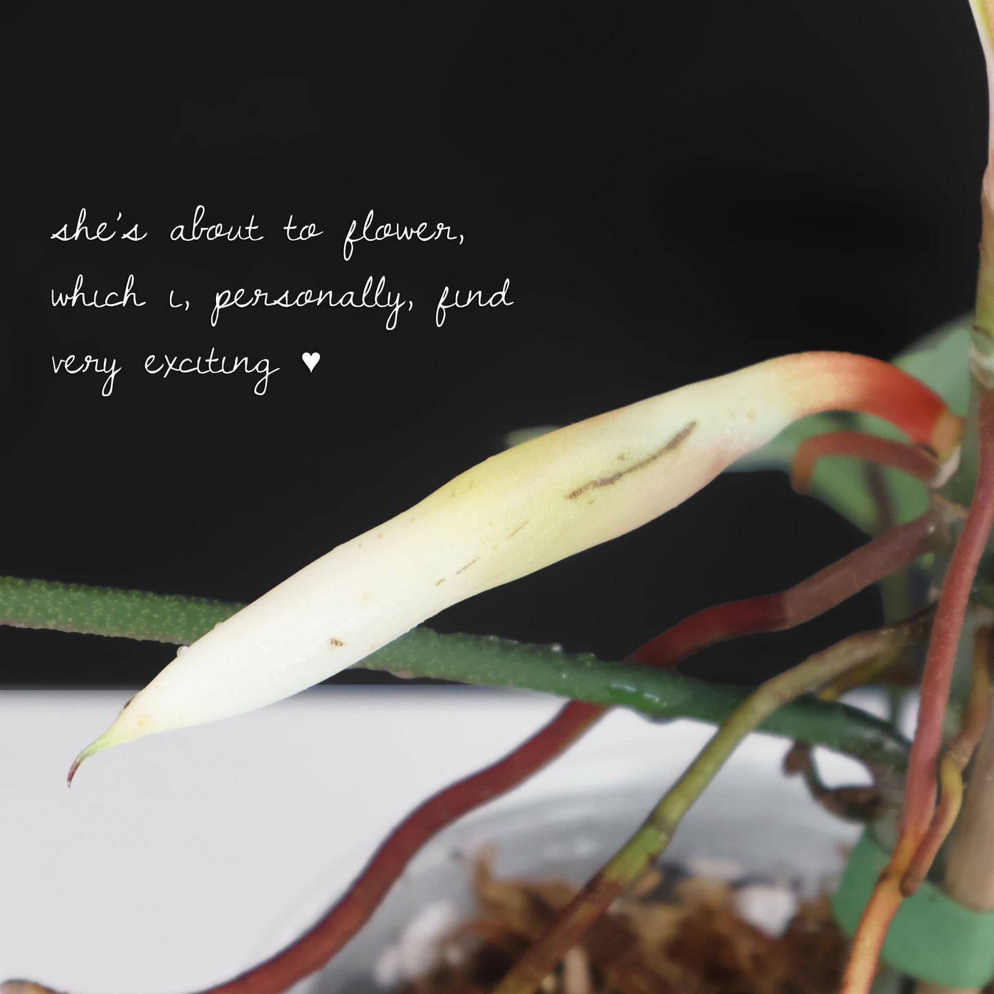 Philodendron Florida Ghost