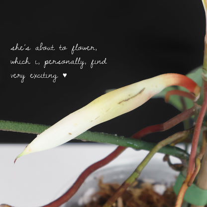 Philodendron Florida Ghost