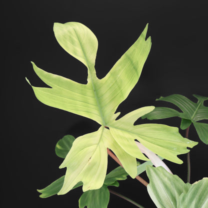 Philodendron Florida Ghost