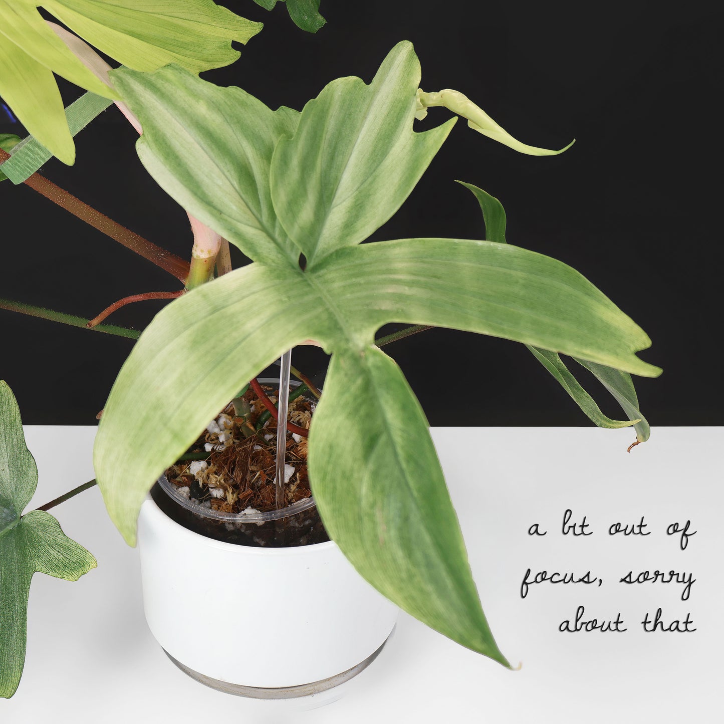 Philodendron Florida Ghost