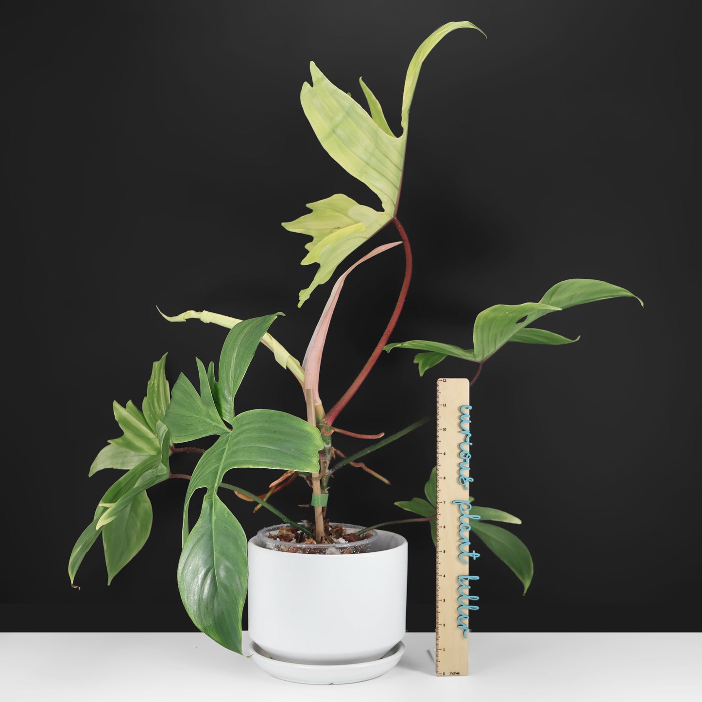 Philodendron Florida Ghost