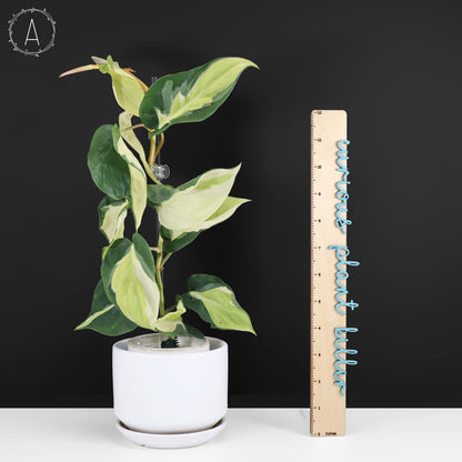 Philodendron Gabby