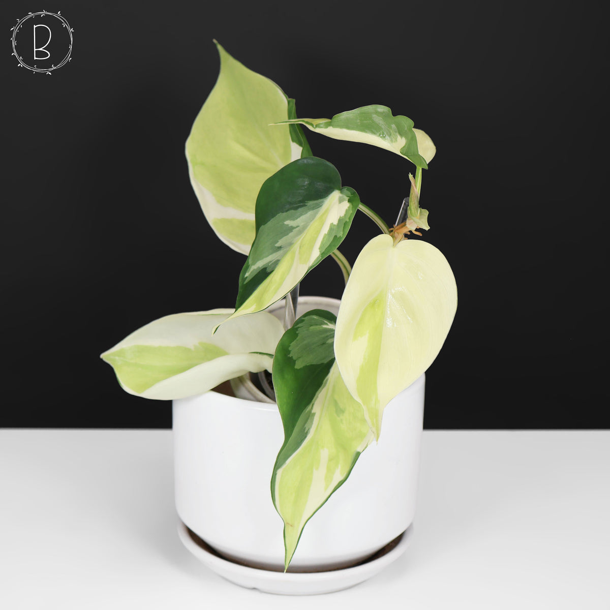 Philodendron Gabby