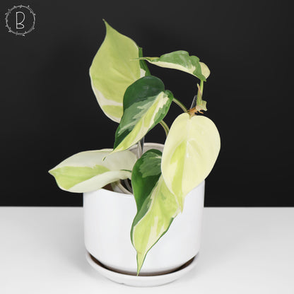 Philodendron Gabby
