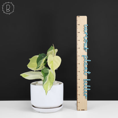 Philodendron Gabby
