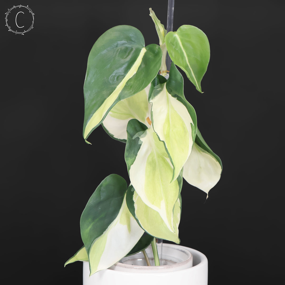 Philodendron Gabby