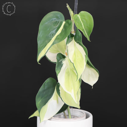 Philodendron Gabby