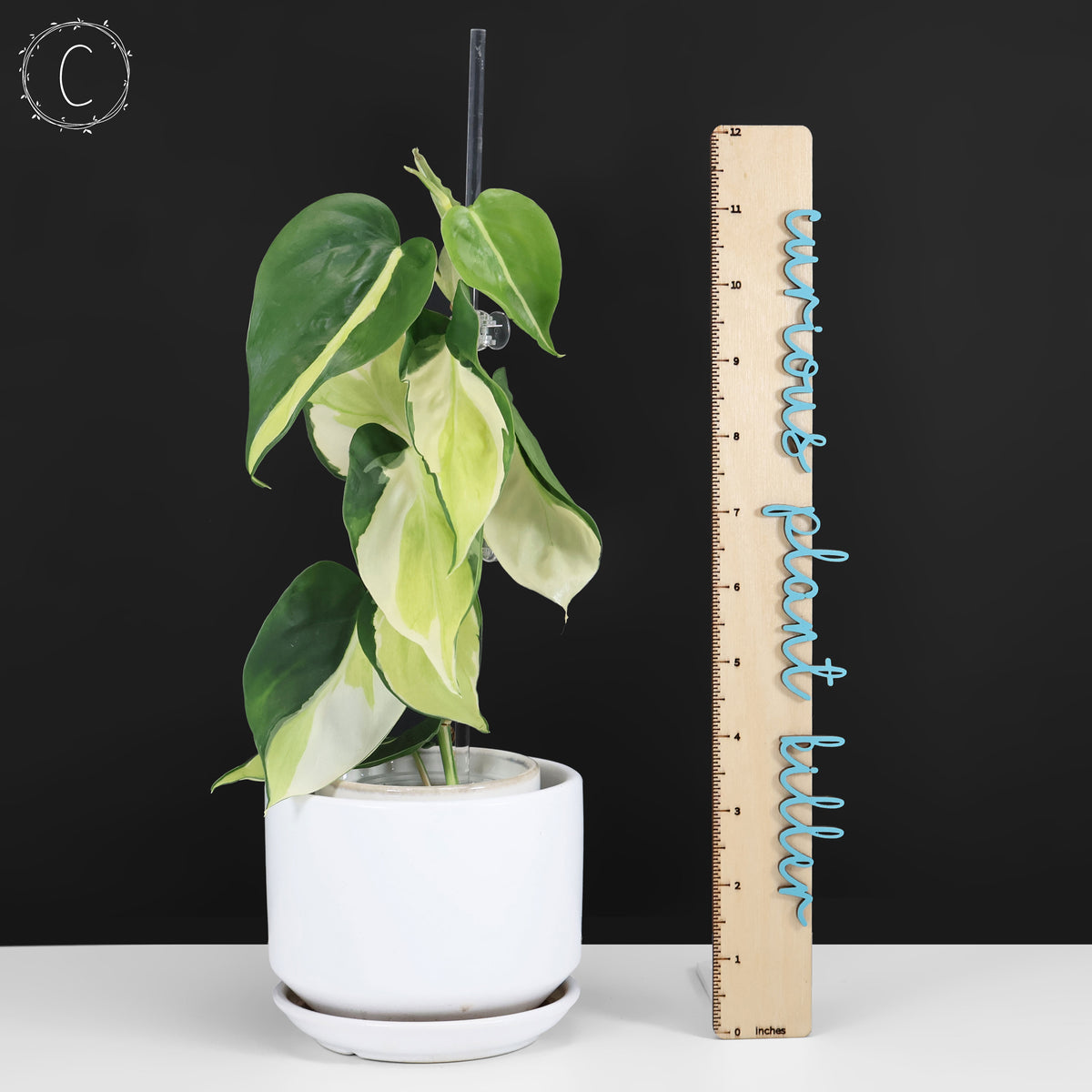 Philodendron Gabby