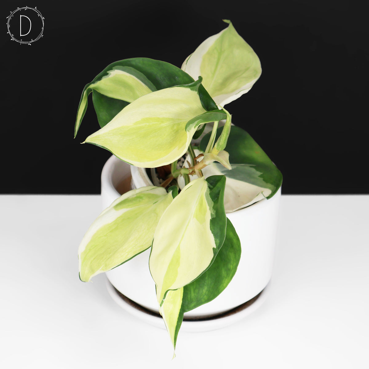 Philodendron Gabby