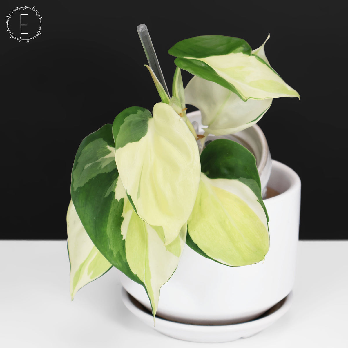 Philodendron Gabby