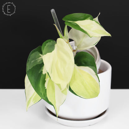 Philodendron Gabby