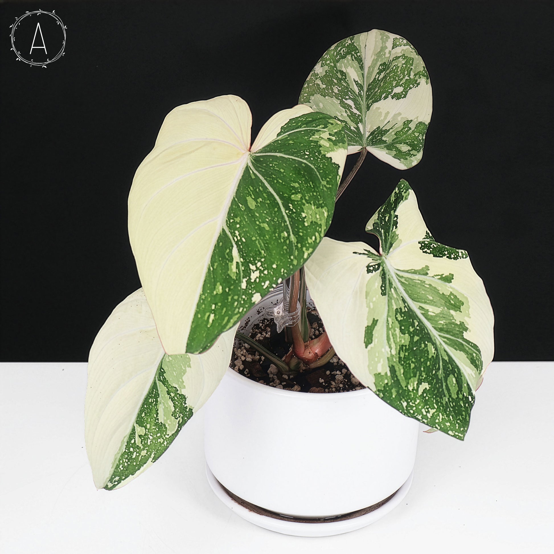 cost of variegated philodendron gloriosum Philodendron Gloriosum Variegated (Type 2) – Curious Plant Killer