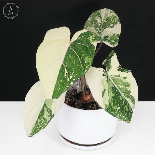 Philodendron Gloriosum panaché (Type 2)