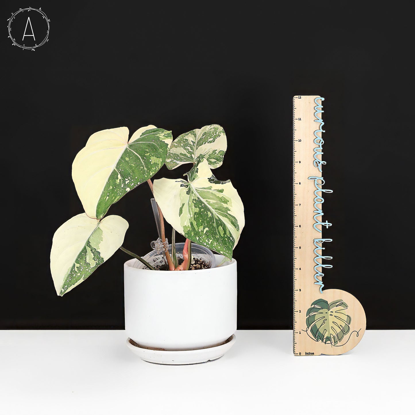 Philodendron gloriosum abigarrado (tipo 2)