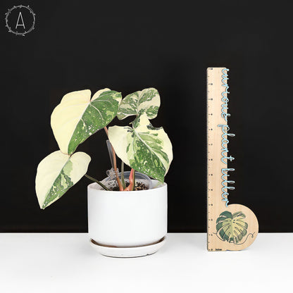 Philodendron gloriosum abigarrado (tipo 2)