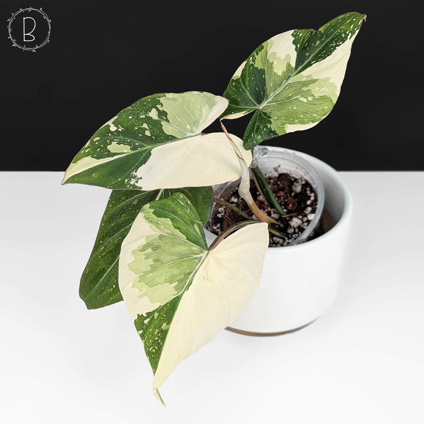 Philodendron gloriosum abigarrado (tipo 2)