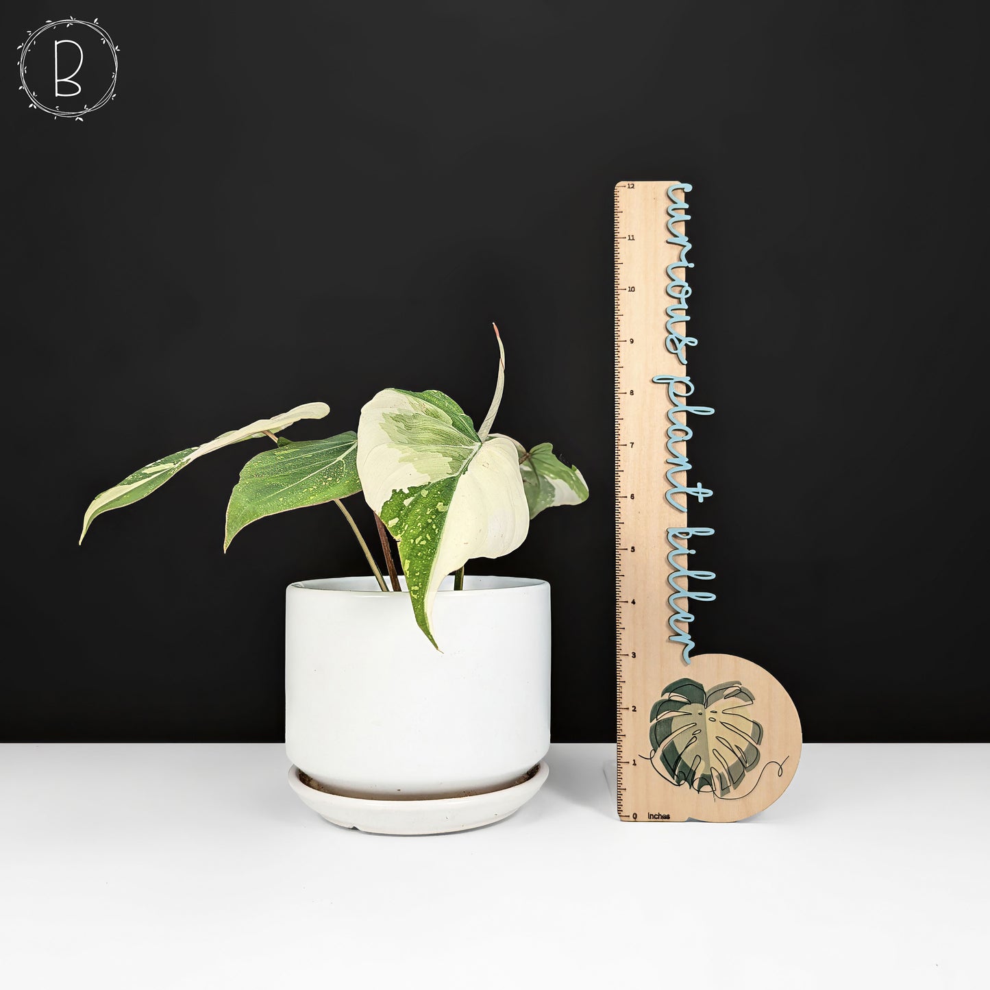 Philodendron gloriosum abigarrado (tipo 2)